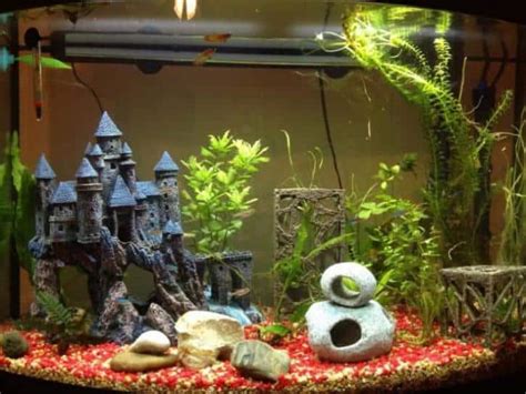 29 Ideas De Acuarios Para Tu Pez Betta .